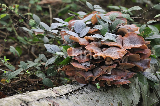 Sombere honingzwam (Armillaria ostoyae)