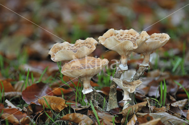 Sombere honingzwam (Armillaria ostoyae)