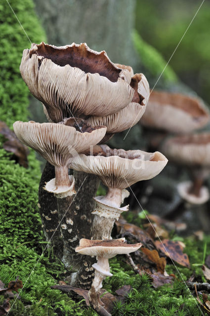 Sombere honingzwam (Armillaria ostoyae)