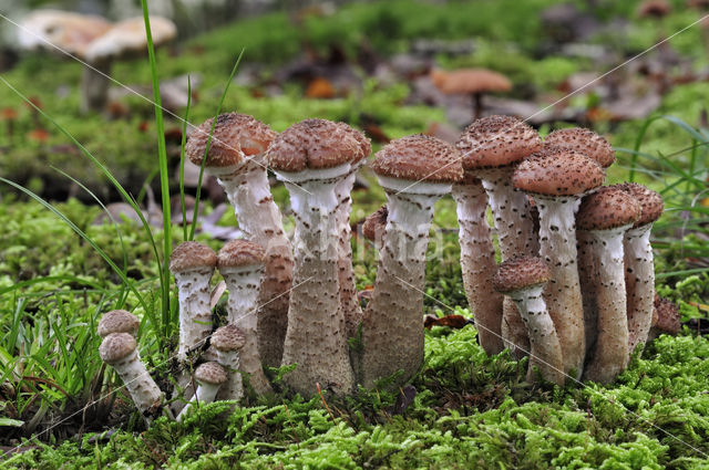 Sombere honingzwam (Armillaria ostoyae)