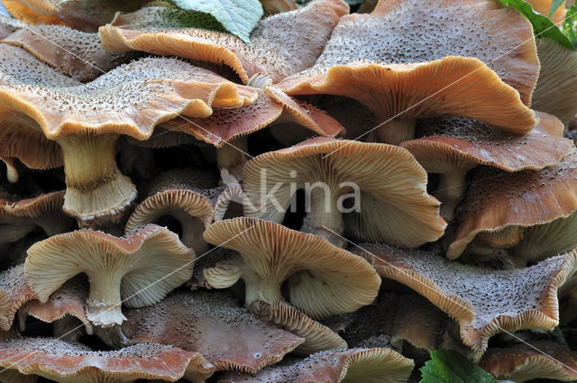 honey mushroom (Armillaria ostoyae)