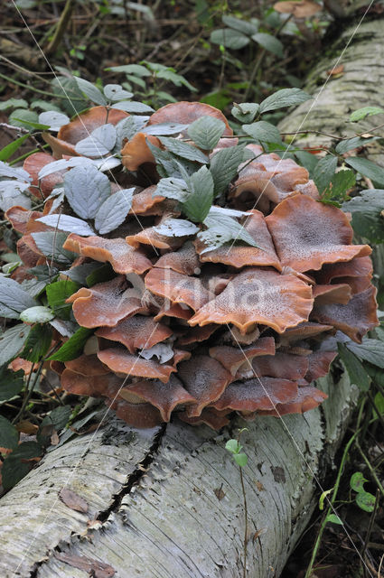 Sombere honingzwam (Armillaria ostoyae)