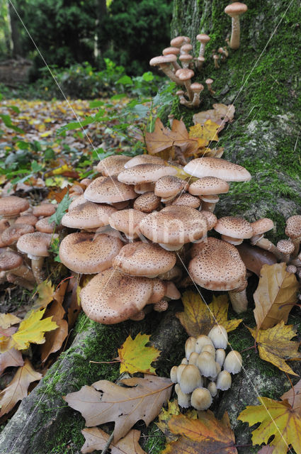 Sombere honingzwam (Armillaria ostoyae)