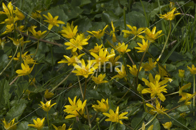 Lesser Celandine (Ranunculus ficaria)