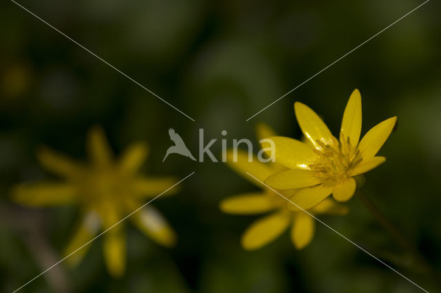 Lesser Celandine (Ranunculus ficaria)