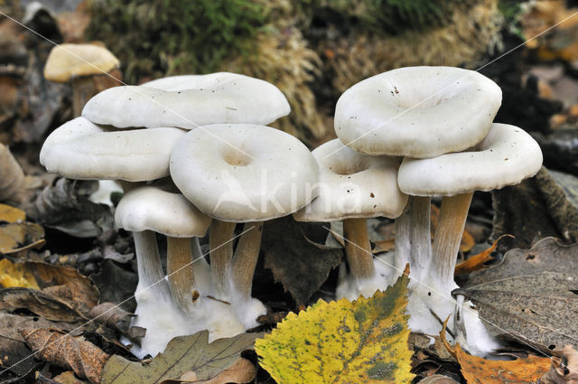 Chicken run funnel (Clitocybe phaeophthalma)