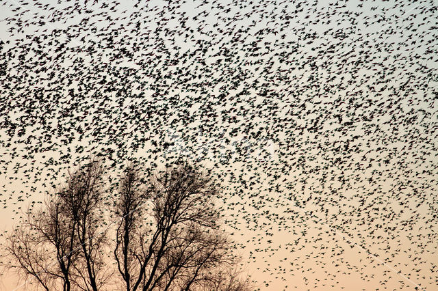 European Starling (Sturnus vulgaris)