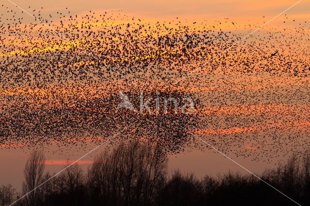 European Starling (Sturnus vulgaris)