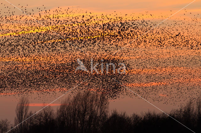 Spreeuw (Sturnus vulgaris)