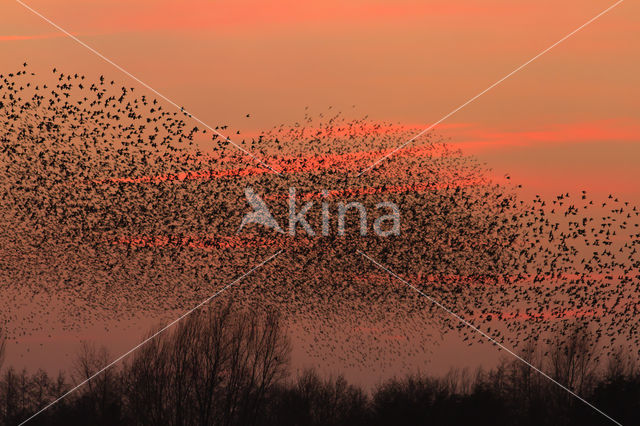 Spreeuw (Sturnus vulgaris)