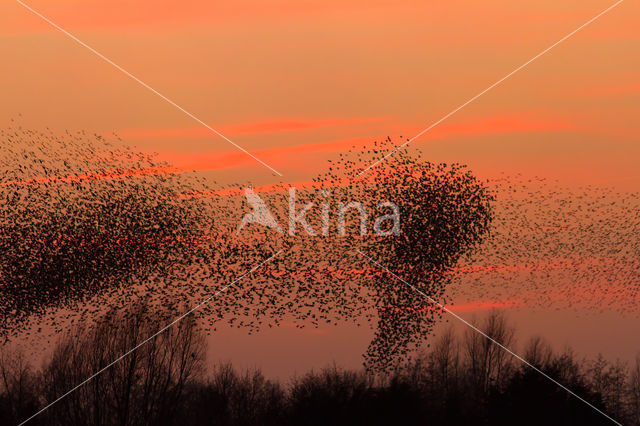 European Starling (Sturnus vulgaris)