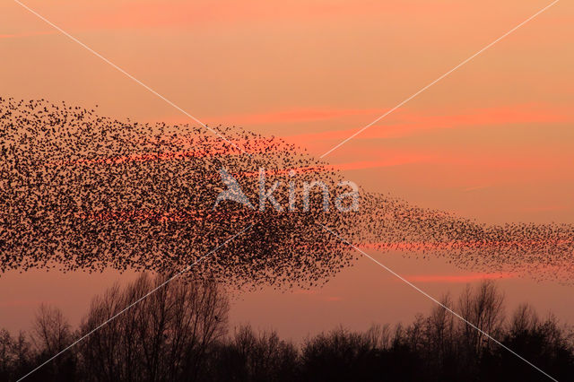 Spreeuw (Sturnus vulgaris)