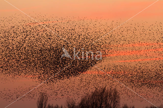 European Starling (Sturnus vulgaris)