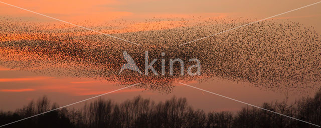 Spreeuw (Sturnus vulgaris)