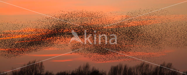 Spreeuw (Sturnus vulgaris)