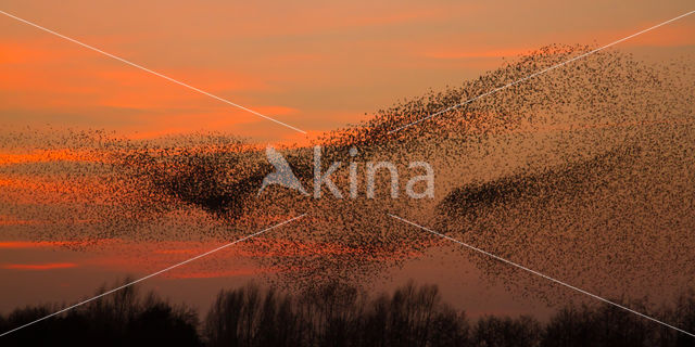 European Starling (Sturnus vulgaris)