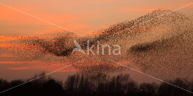 European Starling (Sturnus vulgaris)