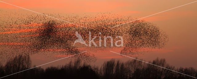 European Starling (Sturnus vulgaris)