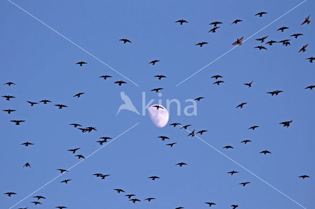 Spreeuw (Sturnus vulgaris)