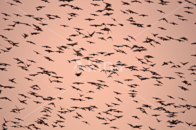 Spreeuw (Sturnus vulgaris)