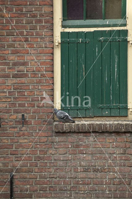 Feral Pigeon (Columba livia domestica)