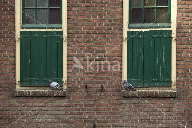 Feral Pigeon (Columba livia domestica)