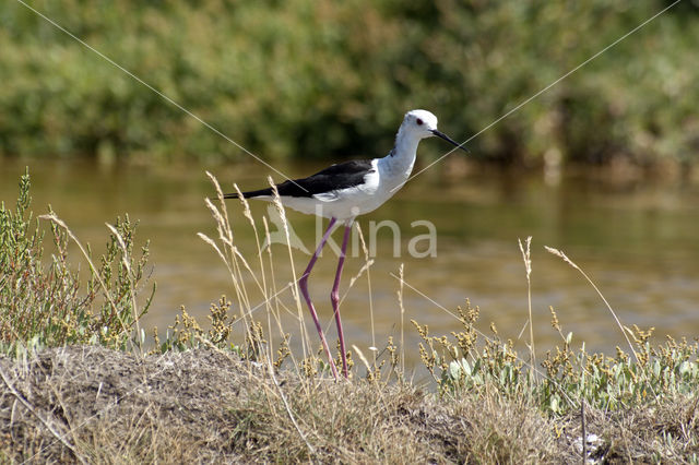 Steltkluut (Himantopus himantopus)