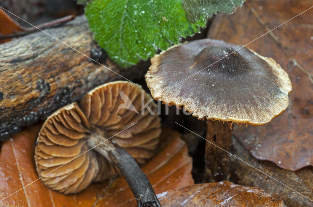 Sterspoorvezelkop (Inocybe asterospora)