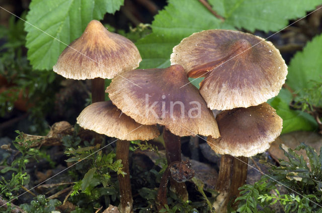 Sterspoorvezelkop (Inocybe asterospora)