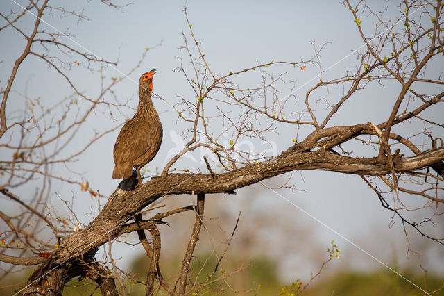 Swainsons frankolijn (Pternistis swainsonii)