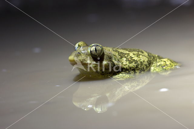 Eastern spadefoot (Pelobates syriacus)