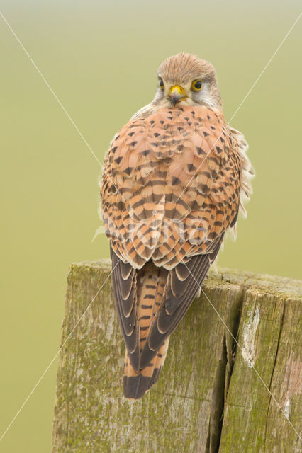 Common Kestrel (Falco tinnunculus)