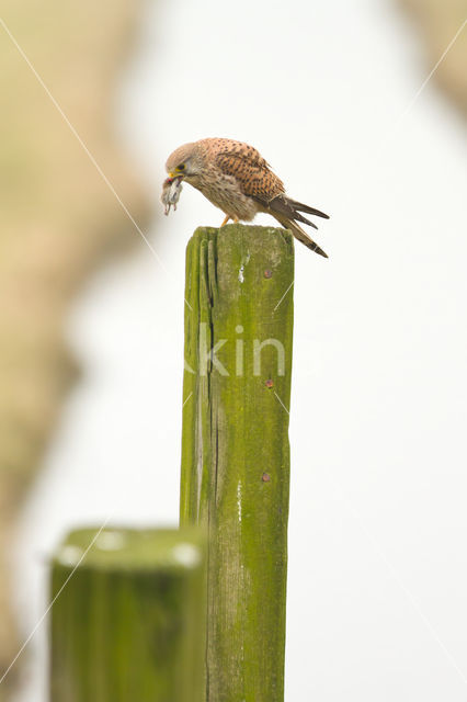 Common Kestrel (Falco tinnunculus)