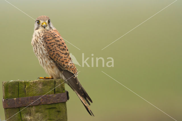 Common Kestrel (Falco tinnunculus)