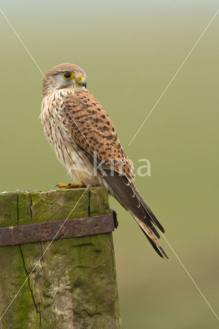 Common Kestrel (Falco tinnunculus)