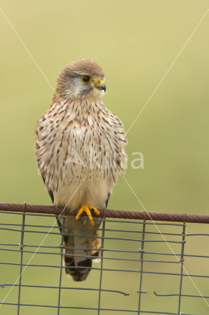 Torenvalk (Falco tinnunculus)
