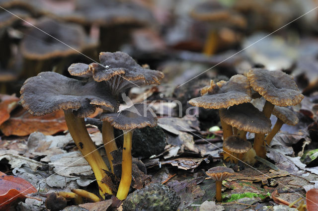 Trumpet Chanterelle (Cantharellus tubaeformis)