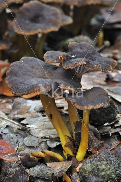 Trechtercantharel (Cantharellus tubaeformis)