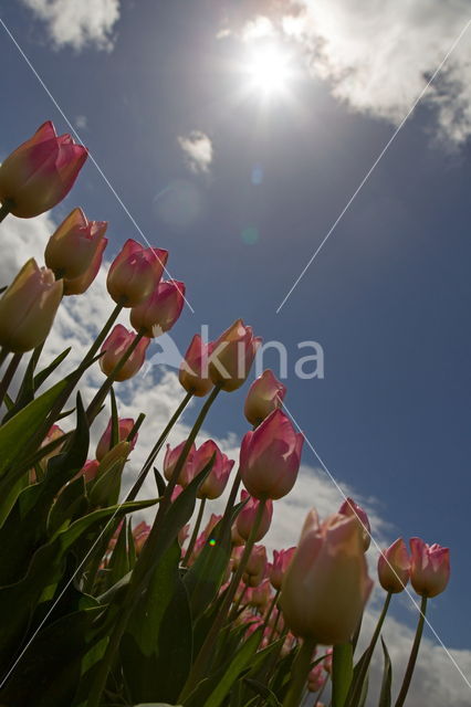 Tulip (Tulipa)