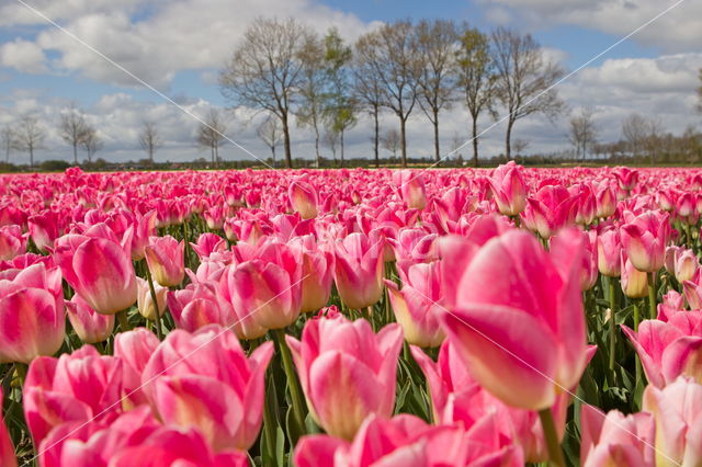 Tulip (Tulipa)