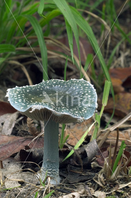 Blue Toadstool (Psilocybe caerulea)