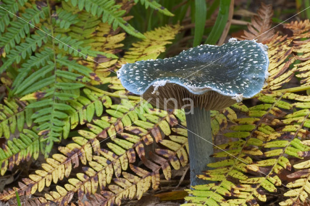 Blue Toadstool (Psilocybe caerulea)