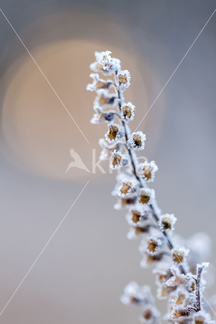 Valse salie (Teucrium scorodonia)