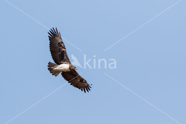 Martial eagle (Polemaetus bellicosus)