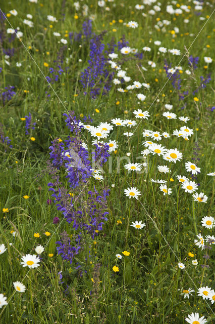 Meadow Clary (Salvia pratensis)