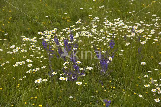 Veldsalie (Salvia pratensis)