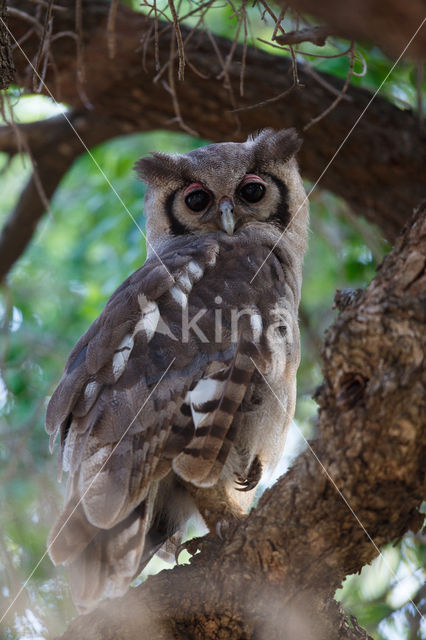 Verraux' oehoe (Bubo lacteus)