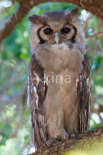 Verraux' oehoe (Bubo lacteus)