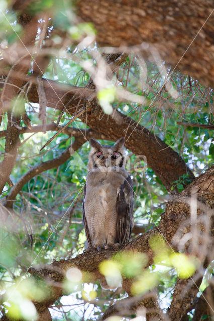 Verraux' oehoe (Bubo lacteus)