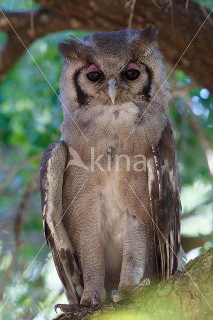 Verraux' oehoe (Bubo lacteus)